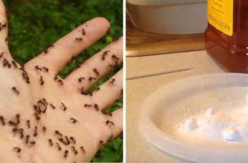 11 Great Methods To Get Ants, Fleas, And Roaches OUT