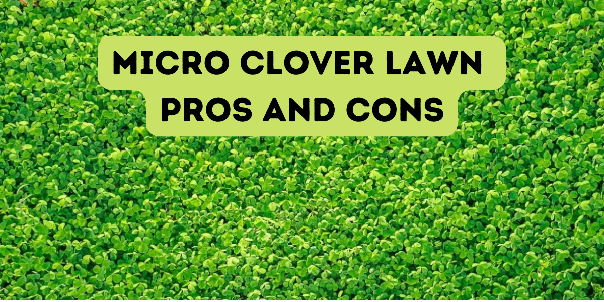 micro clover lawn pros and cons