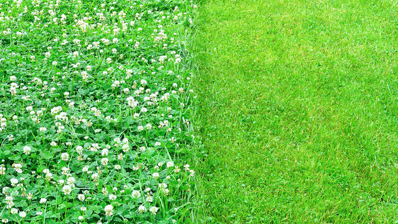 micro clover lawn pros and cons